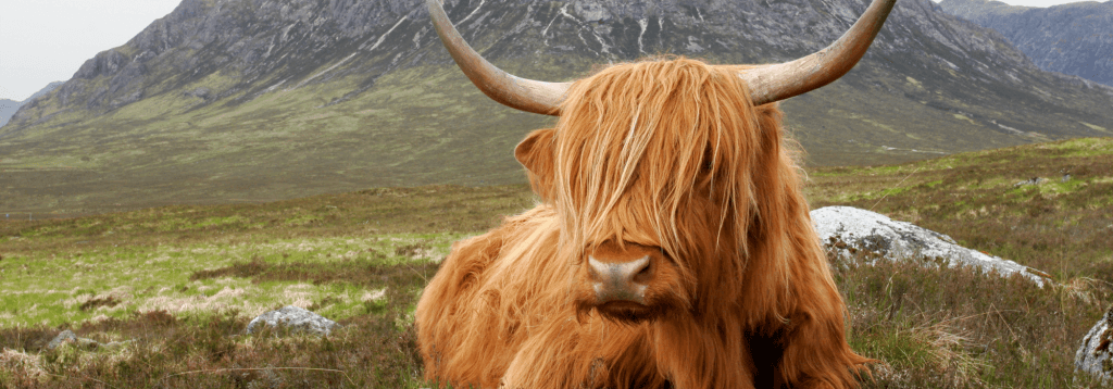 Carbon Capture in Scotland