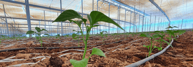 Agri-Tech Grants & Smart Farming Tax Relief UK